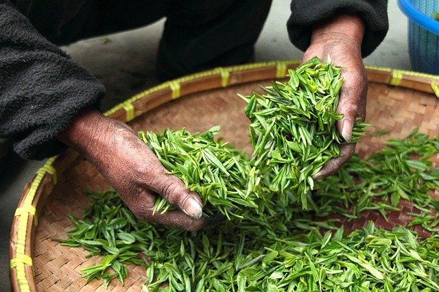 Herbata gukamushi cha: sprzymierzeniec zdrowia